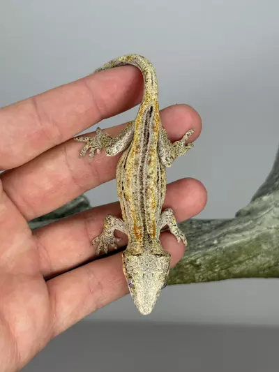 plant/Orange Stripe gargoyle-3-thumbnail