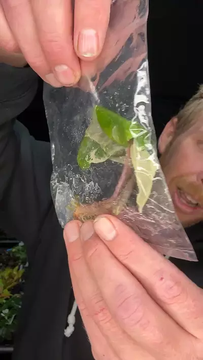 plant/alocasia pseudo sanderiana pink 1 pack TC growers choice-0-thumbnail