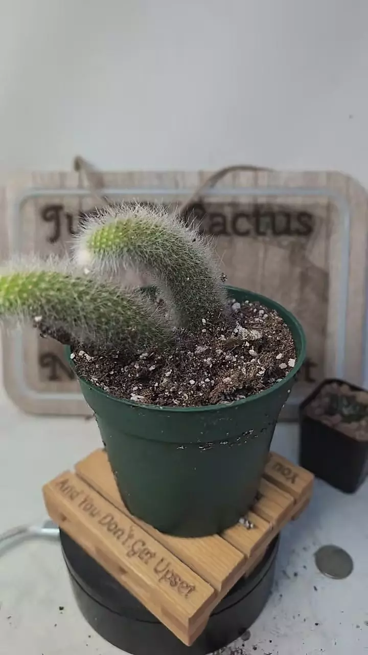 plant/j473 monkey tails 4" pot-0