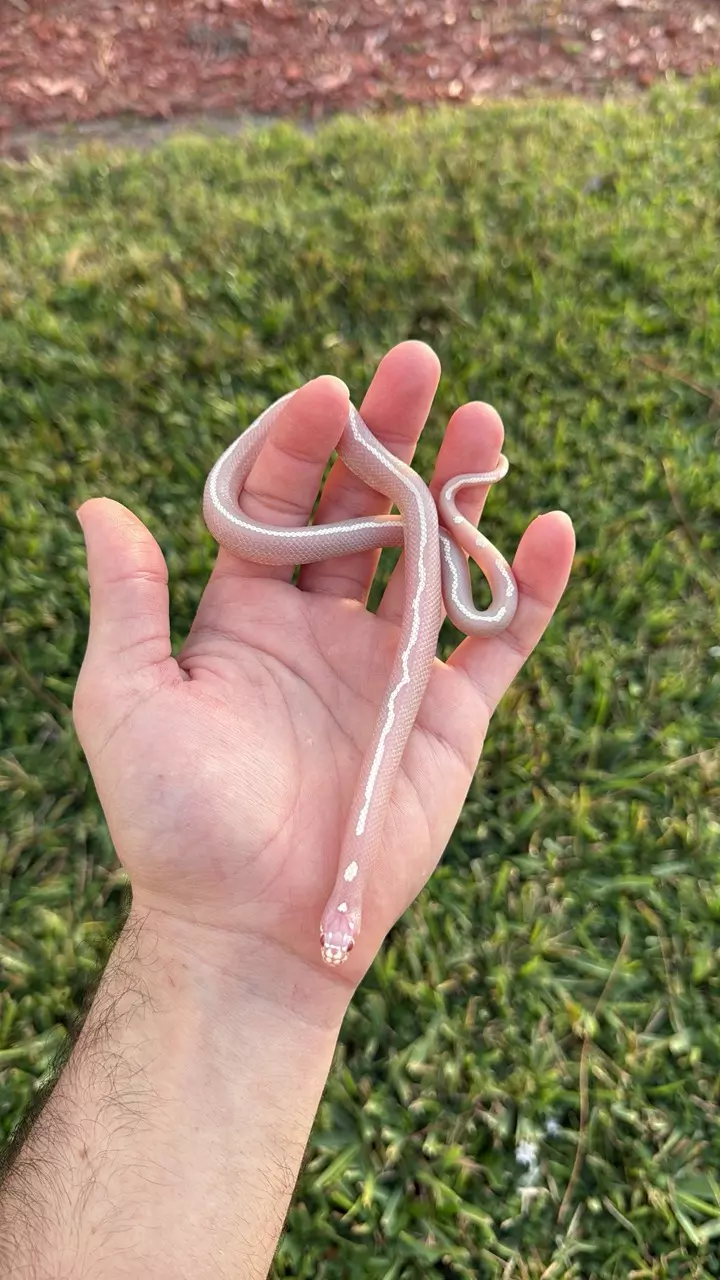 plant/Albino striped Cali king-0