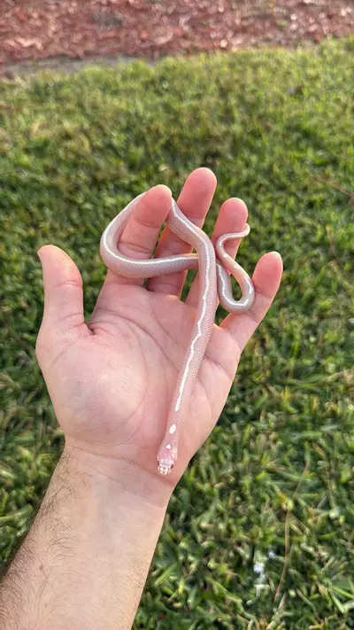 plant/Albino striped Cali king-0-thumbnail