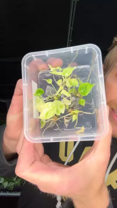 plant/Alocasia variegated pink dragon 1 pack TC growers choice-0-thumbnail