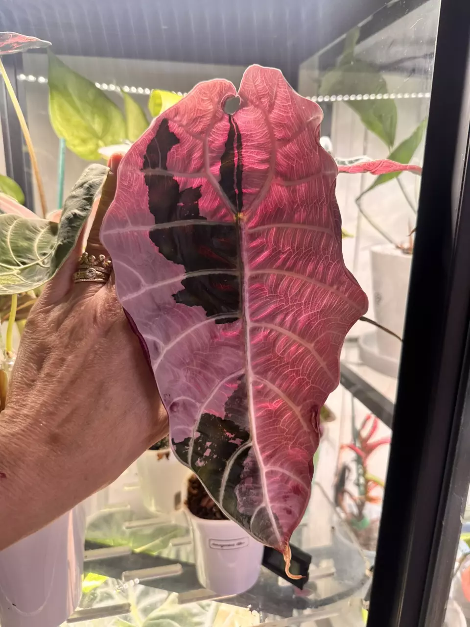 plant/Watsoniana Pink/ Albo corm from BRB ID: “Neptunia”-0