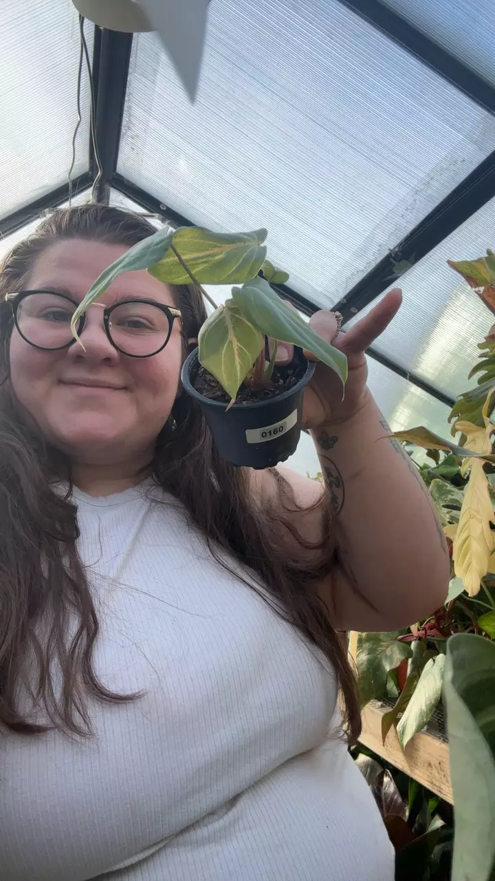 plant/philo glorious dark 0160-0