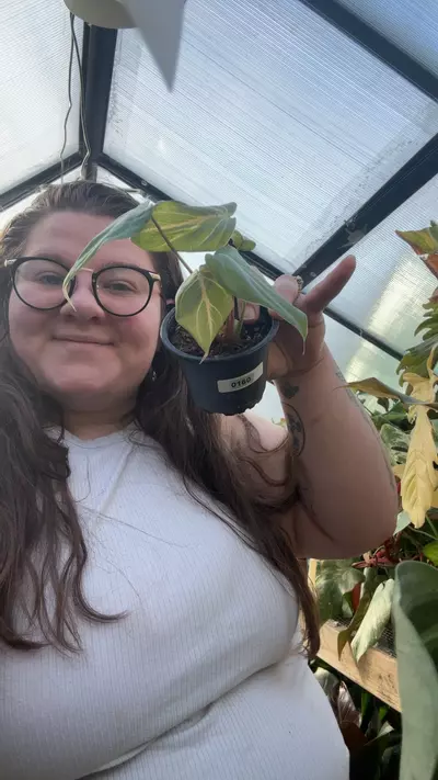 plant/philo glorious dark 0160-0-thumbnail