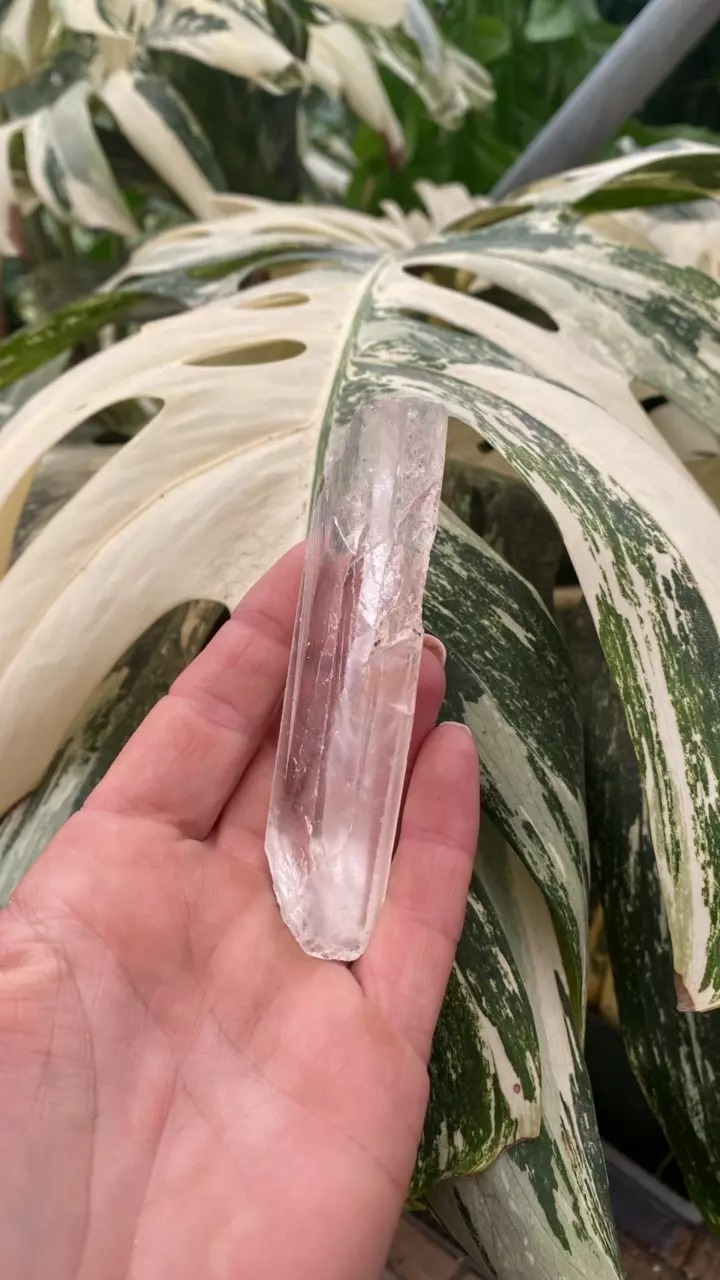 plant/PSS-0093 Quartz Point-0