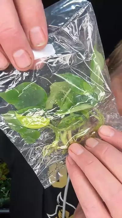 plant/Alocasia Sinuata aurea 1 pack TC growers choice-0-thumbnail