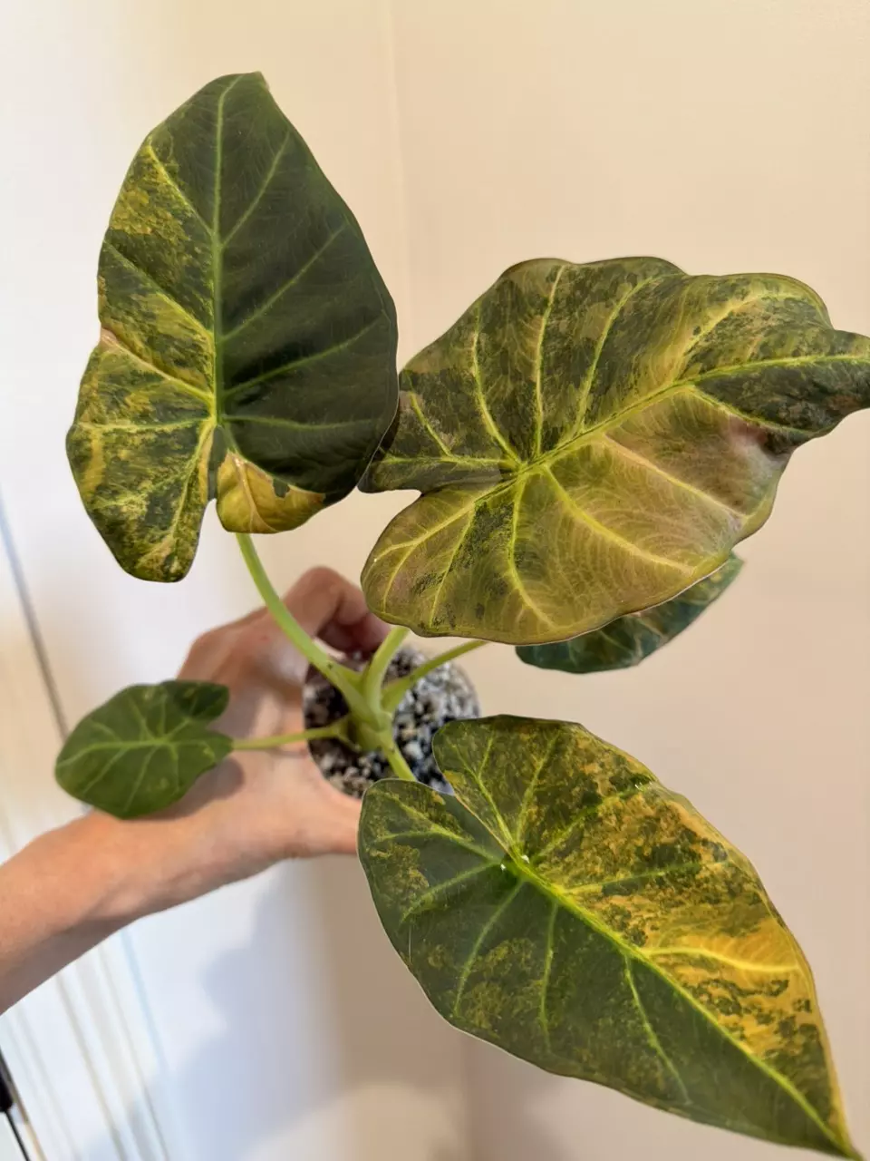 plant/Regal shield Aurea “Rose Gold” CORM-0