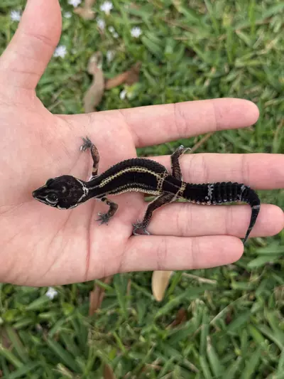 plant/Black Night baby-0-thumbnail