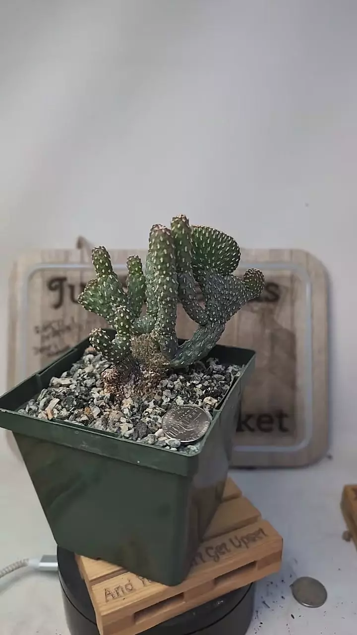 plant/j436 cylindropuntia ramosissima inermis crest 4" pot-0