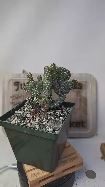 plant/j436 cylindropuntia ramosissima inermis crest 4" pot-0-thumbnail