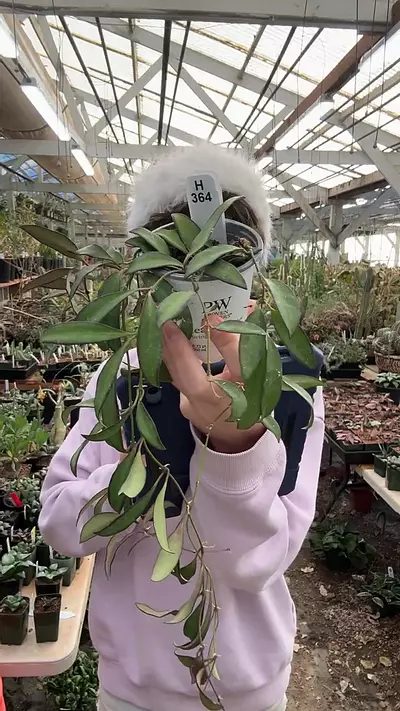 plant/H597 rosita-0-thumbnail