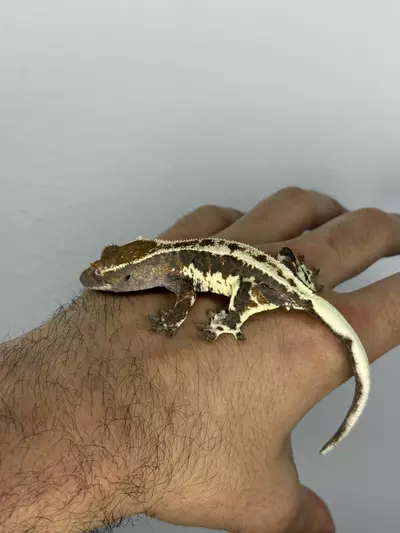 plant/Frappuccino crestie female-2-thumbnail