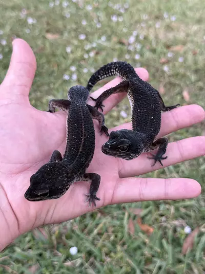 plant/Black Night baby-5-thumbnail