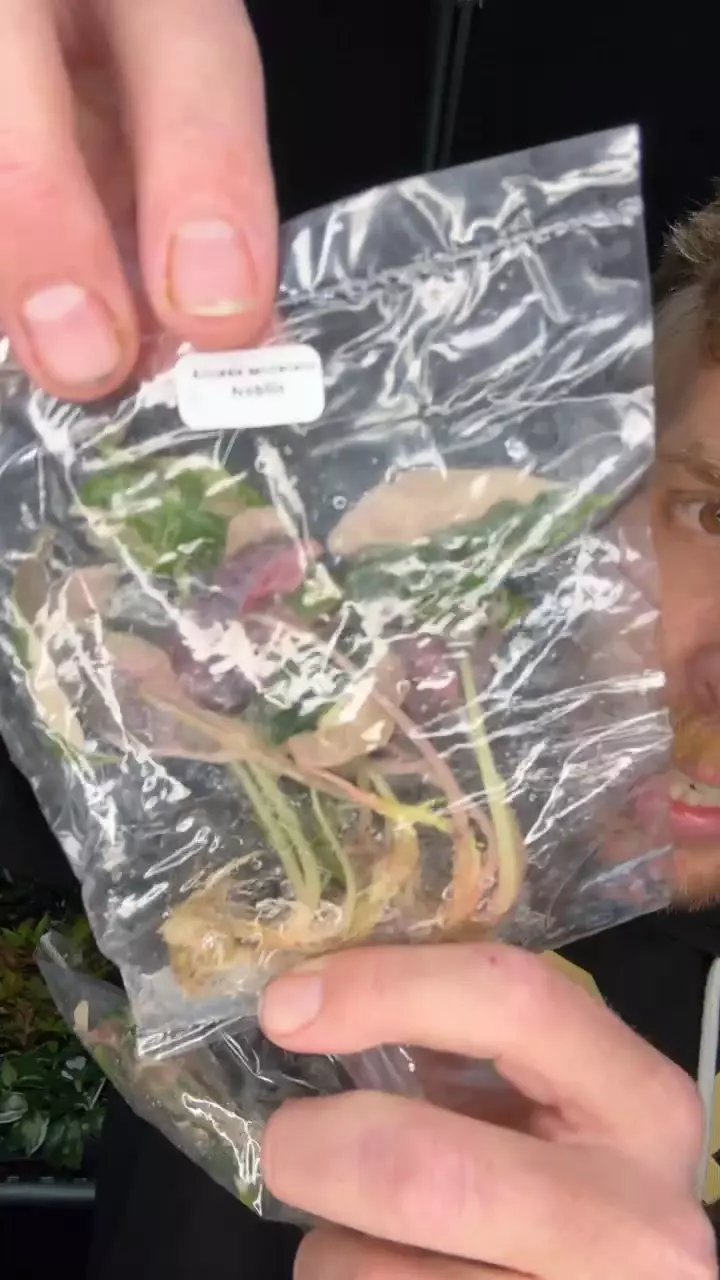 plant/alocasia pink Nobilis 1 pack TC growers choice-0