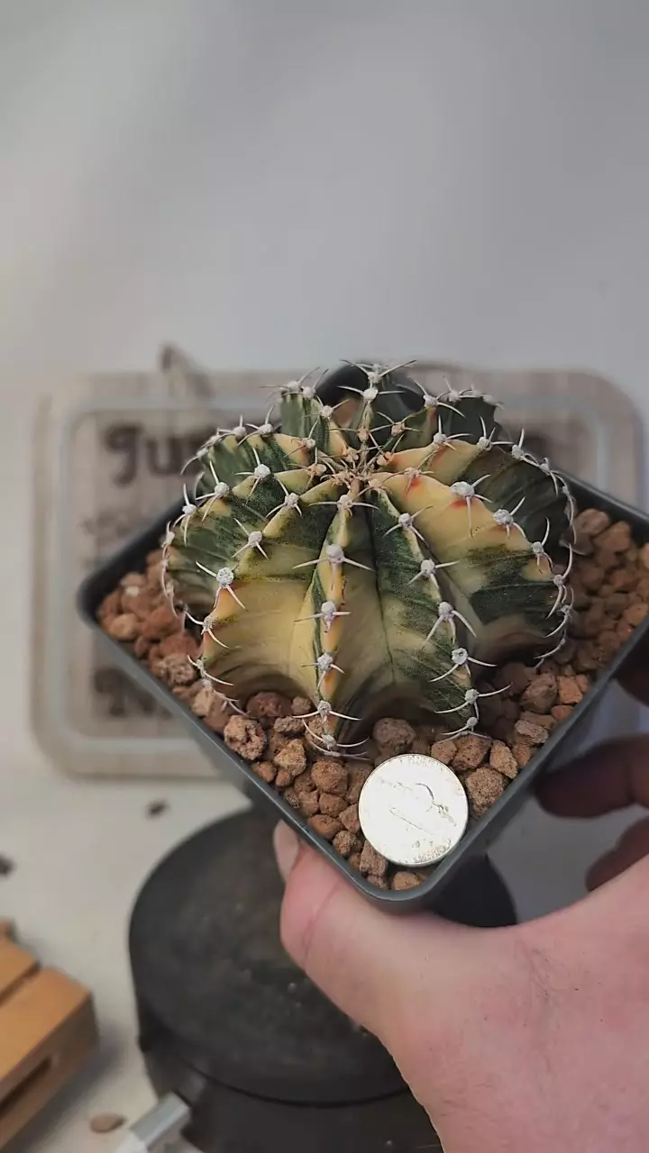 plant/j383 vari gymno, nice one 4" pot-0