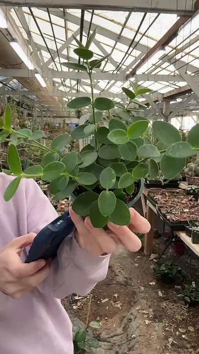 plant/H554 cumingiana 4-0-thumbnail