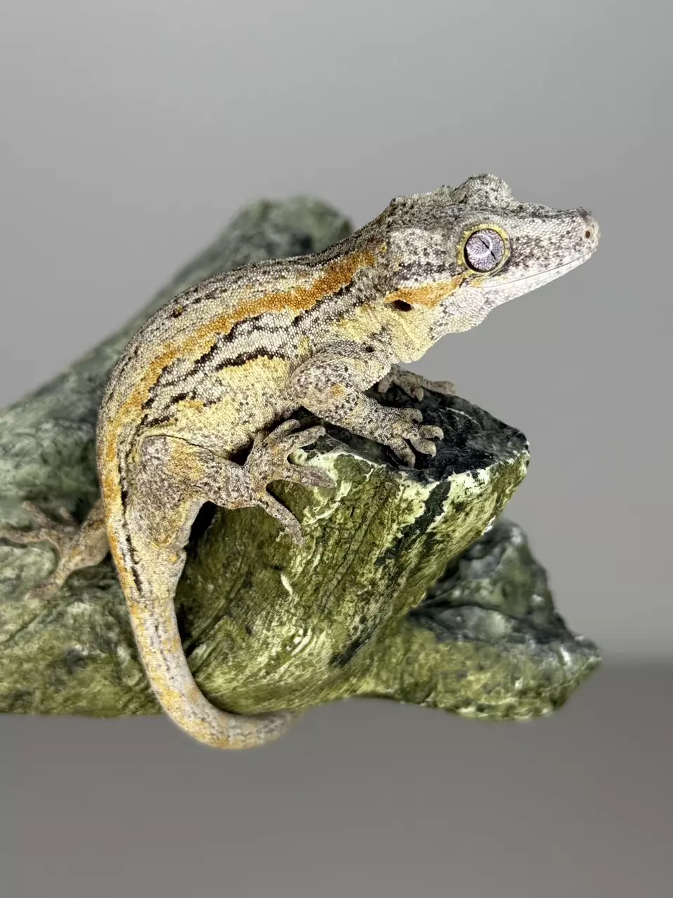 plant/Orange Stripe gargoyle-0