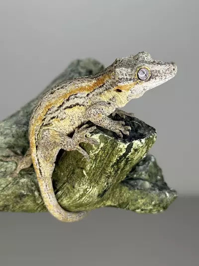 plant/Orange Stripe gargoyle-0-thumbnail