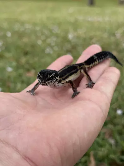 plant/Black Night baby-1-thumbnail