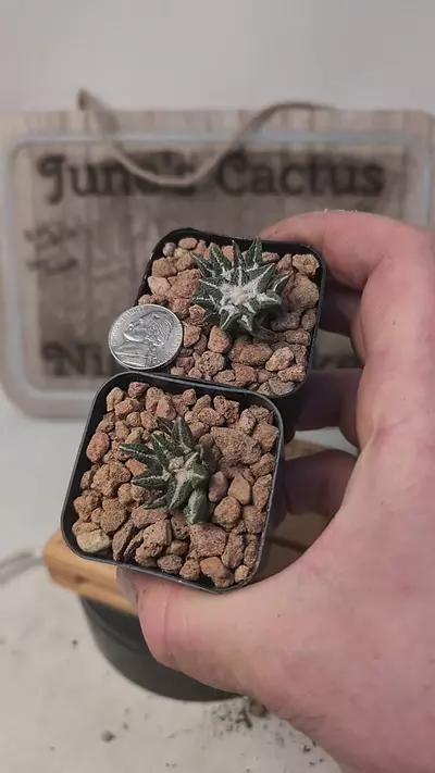 plant/j472 Ario kotsh ooibo 2" pots gc-0-thumbnail