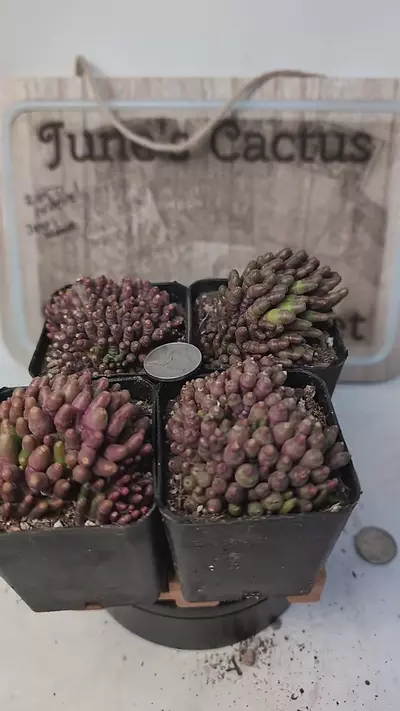 plant/j441 mammillaria cv Fred 2.25" pots gc-0-thumbnail