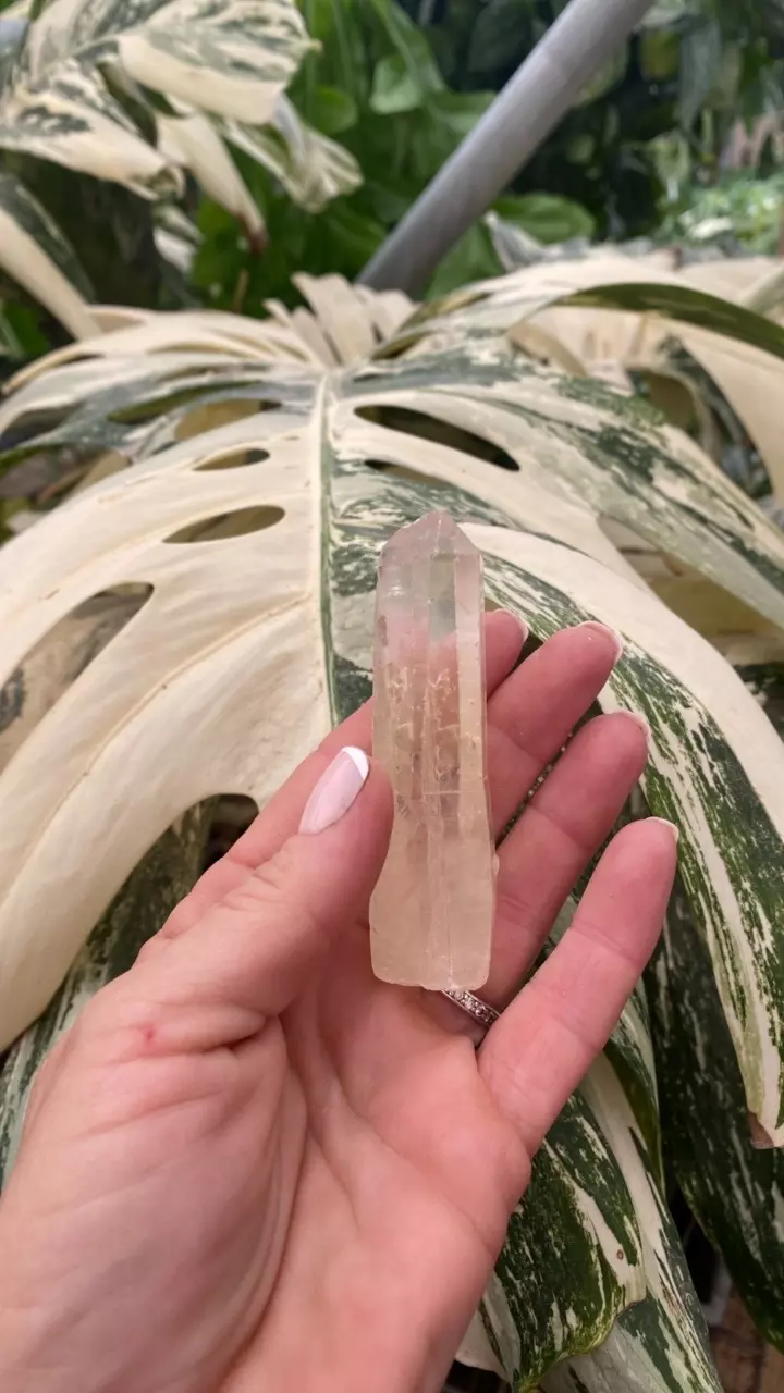 plant/PSS-0094 Quartz Point-0