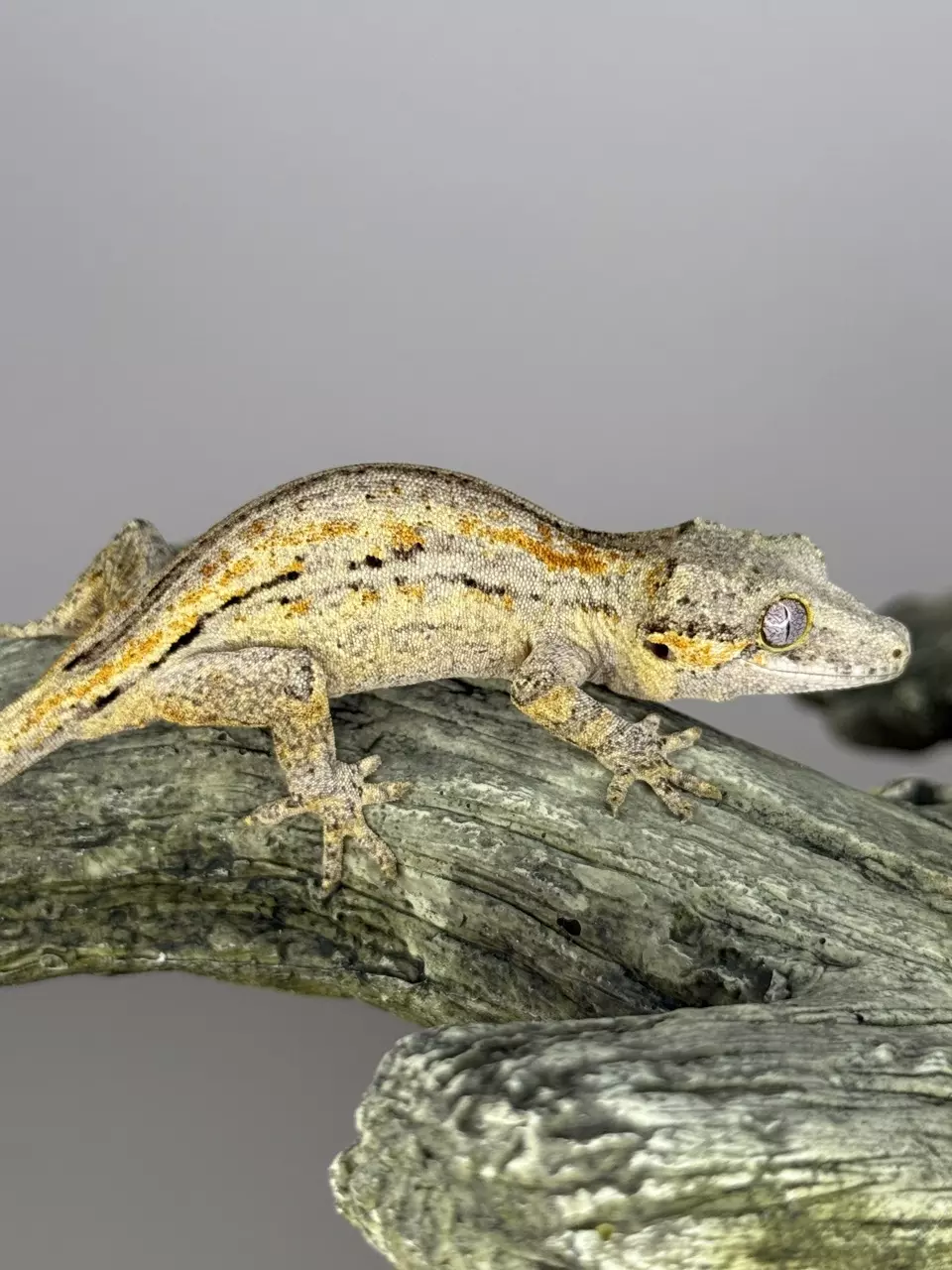 plant/Orange Stripe gargoyle-1