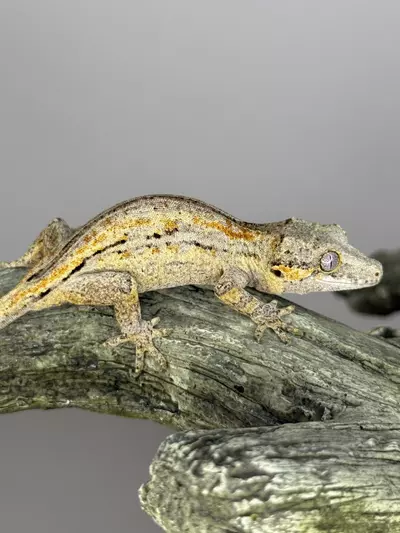 plant/Orange Stripe gargoyle-1-thumbnail