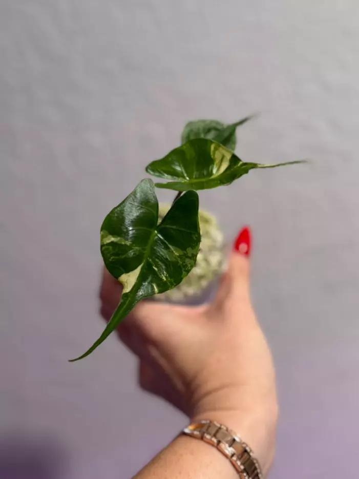 plant/Alocasia Stingray Aurea pup-0