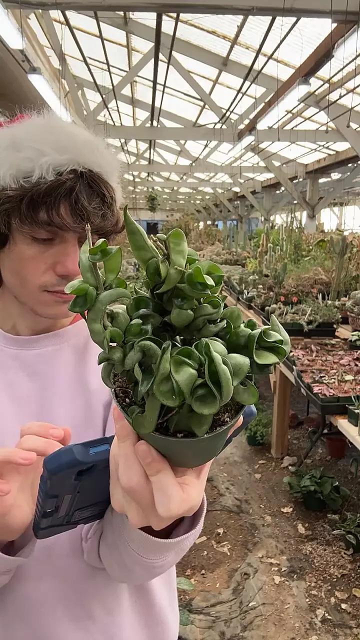 plant/H227 compacta 4-0