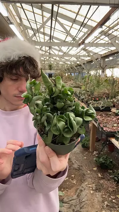 plant/H227 compacta 4-0-thumbnail