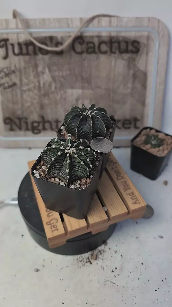 plant/j449 Gymno lb 2178 2" pots gc-0