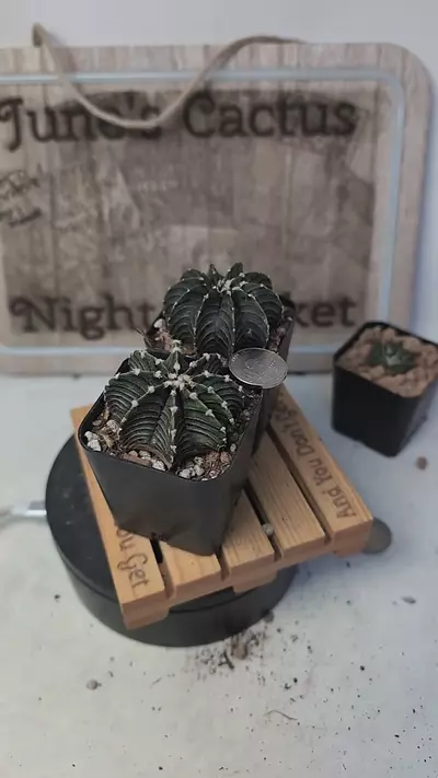 plant/j449 Gymno lb 2178 2" pots gc-0-thumbnail