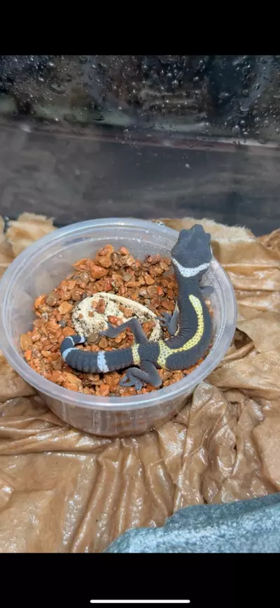 plant/Black Night baby-4-thumbnail