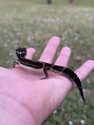 plant/Black Night baby-3-thumbnail