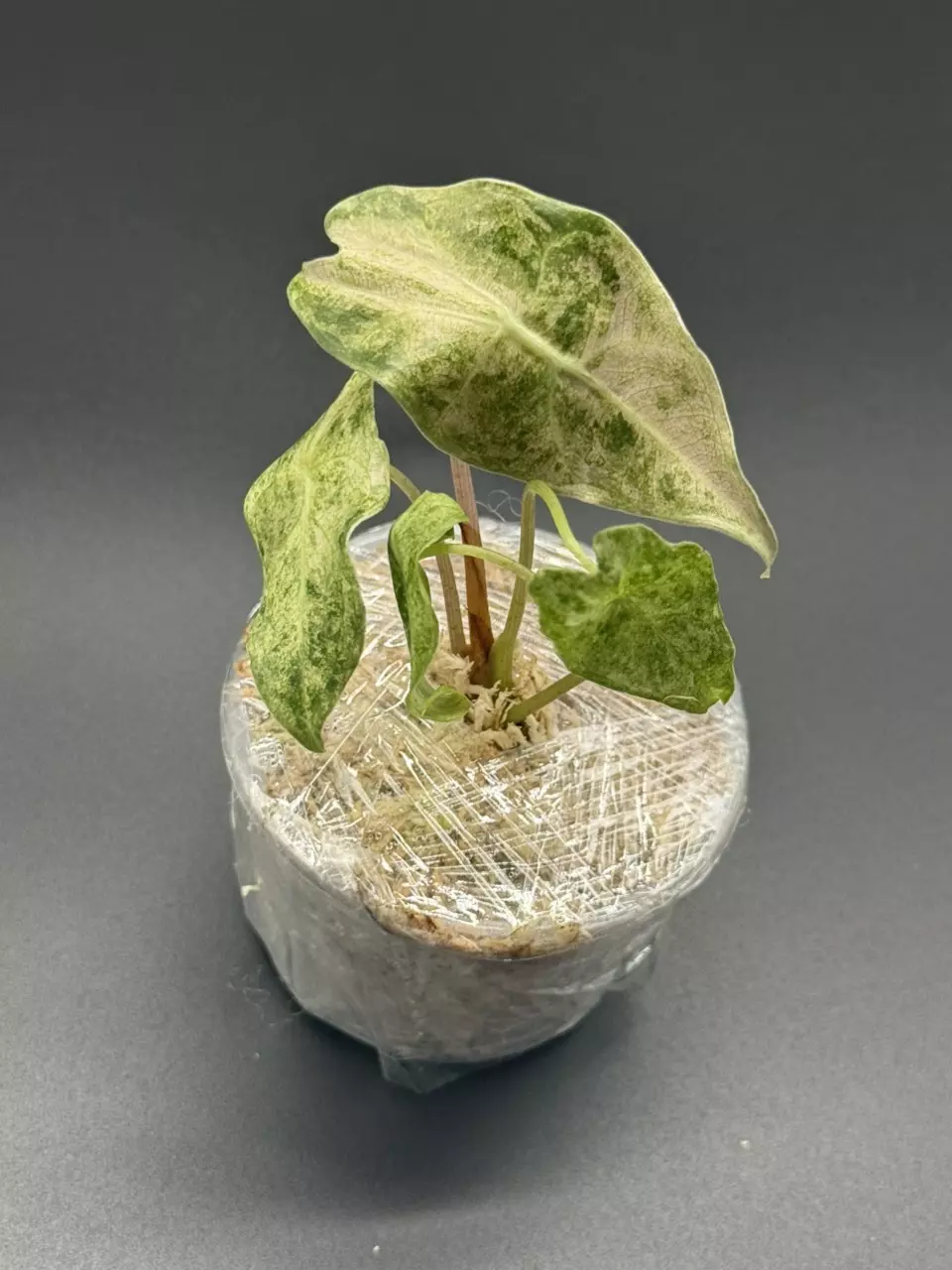 plant/🦄Alocasia Black Satun Stardust🦄-2