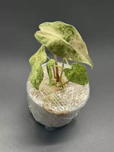 plant/🦄Alocasia Black Satun Stardust🦄-2-thumbnail