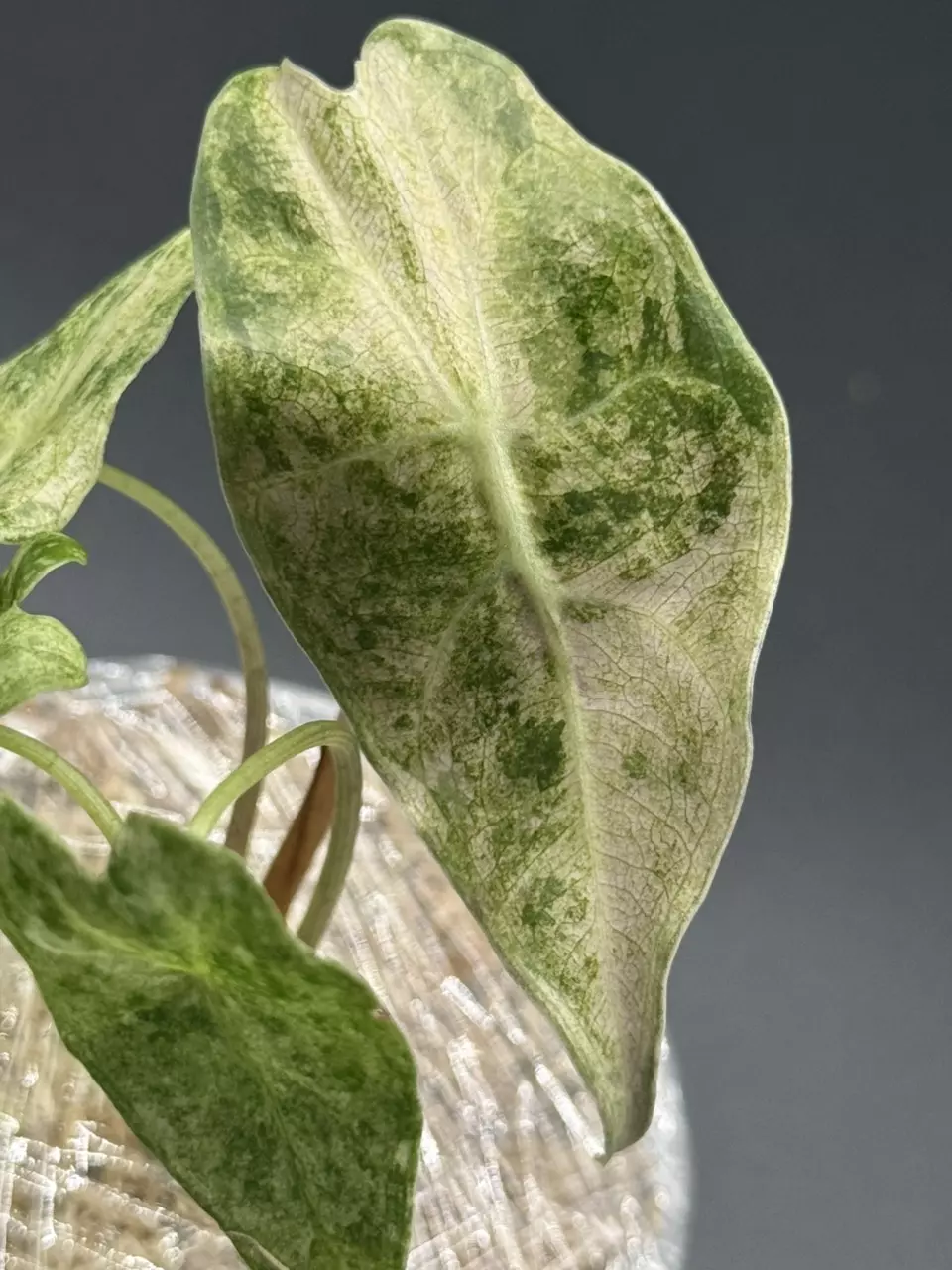 plant/🦄Alocasia Black Satun Stardust🦄-0