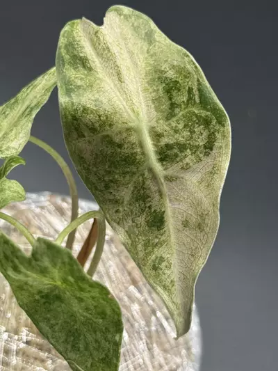 plant/🦄Alocasia Black Satun Stardust🦄-0-thumbnail