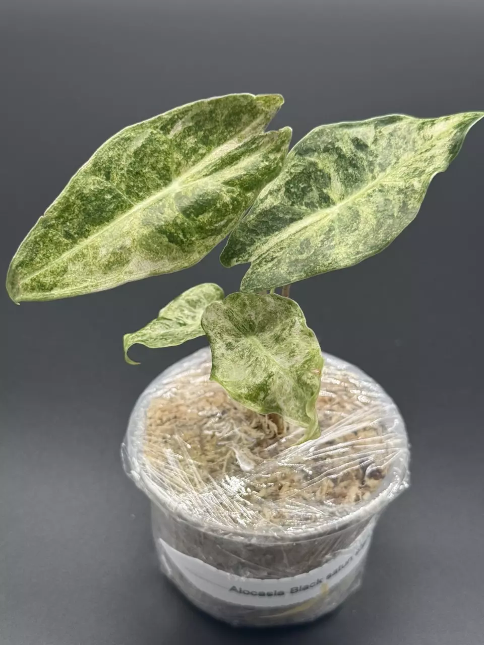 plant/🦄Alocasia Black Satun Stardust🦄-0