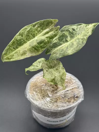 plant/🦄Alocasia Black Satun Stardust🦄-0-thumbnail