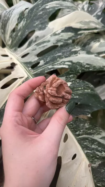plant/PSS-0114 Oklahoma Barite Rose-0-thumbnail
