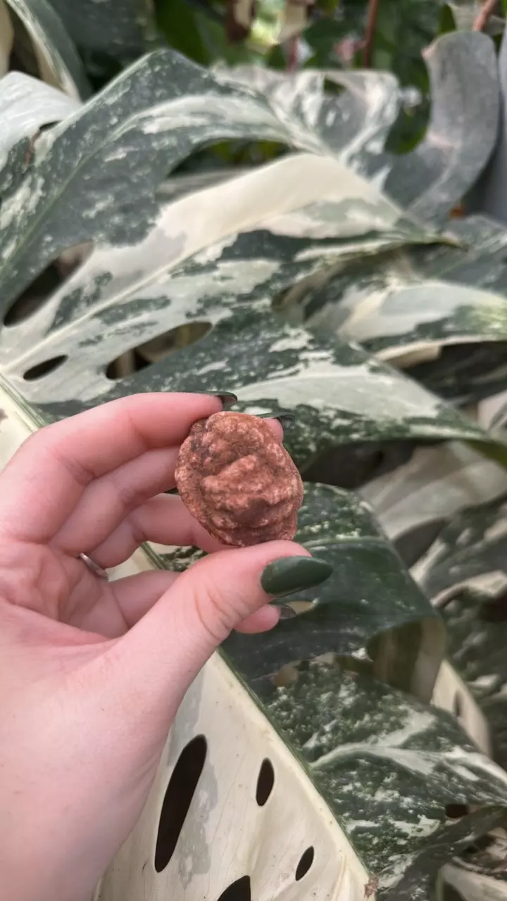 plant/PSS-0111 Oklahoma Barite Rose-0