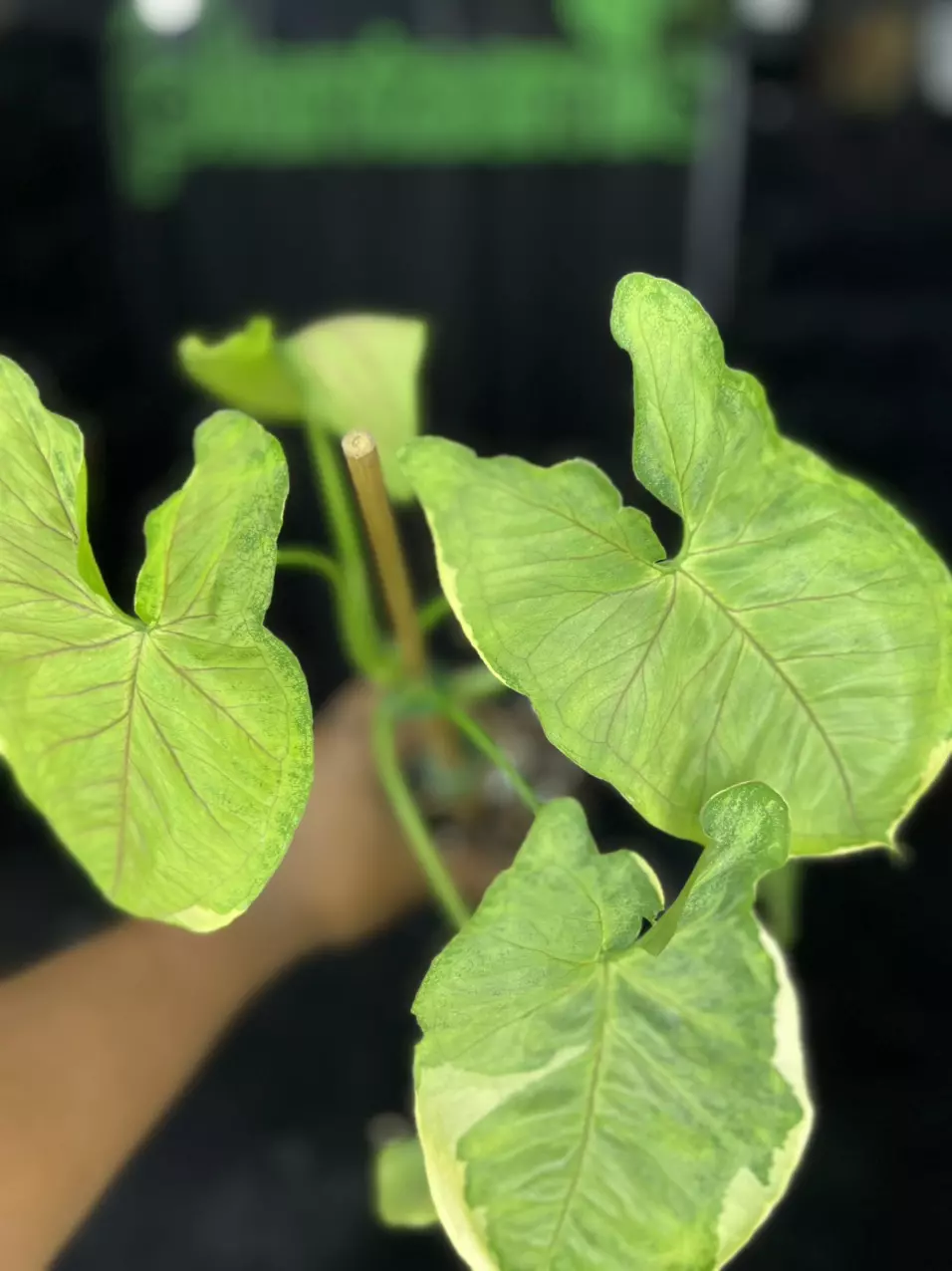 plant/1670 Syngonium Orm Thong Mango Variegated-0