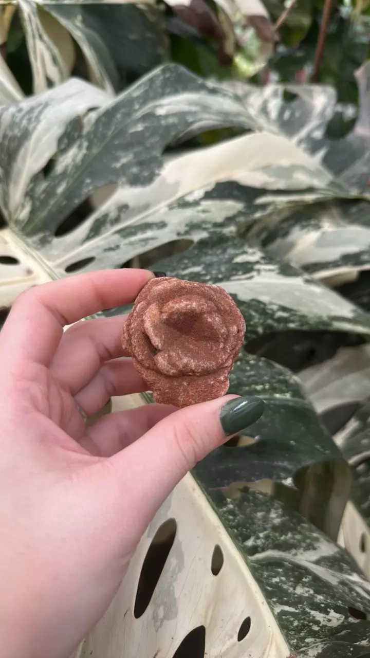 plant/PSS-0112 Oklahoma Barite Rose-0