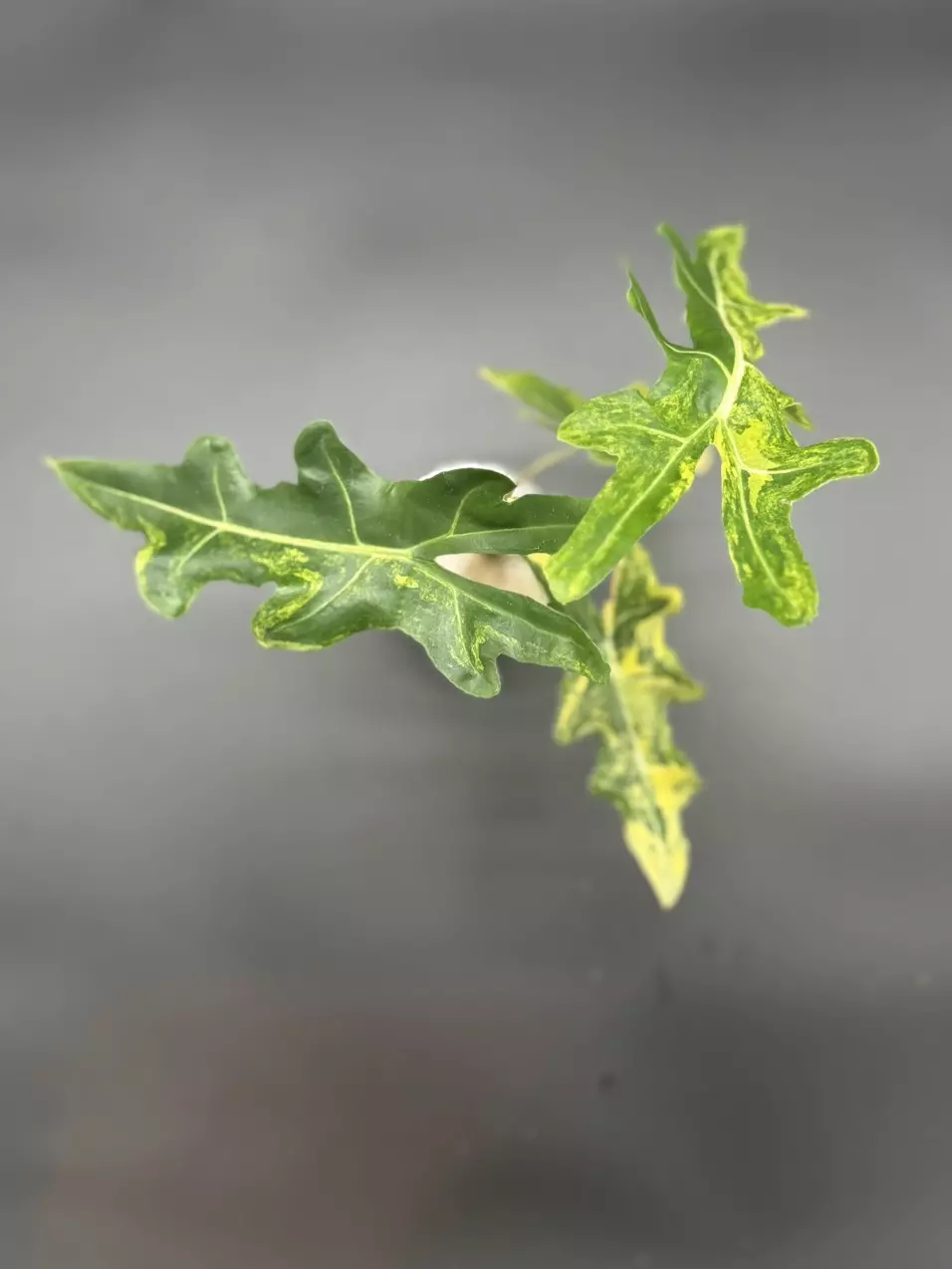 plant/💚Alocasia Portei Aurea💚-3