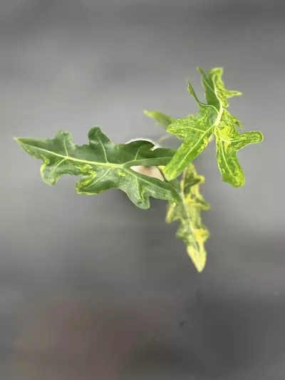 plant/💚Alocasia Portei Aurea💚-3-thumbnail