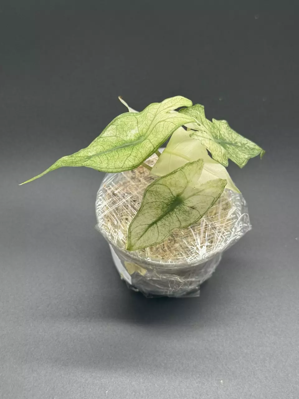 plant/💚Alocasia Pink Dragon Full Mint💚-0