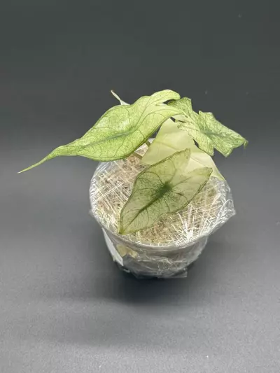 plant/💚Alocasia Pink Dragon Full Mint💚-0-thumbnail